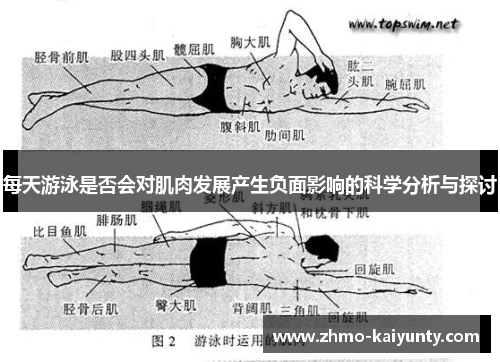 每天游泳是否会对肌肉发展产生负面影响的科学分析与探讨 每天游泳是否会对肌肉发展产生负面影响的科学分析与探讨