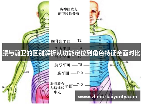 腰与前卫的区别解析从功能定位到角色特征全面对比 腰与前卫的区别解析从功能定位到角色特征全面对比